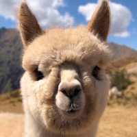 alpaca
