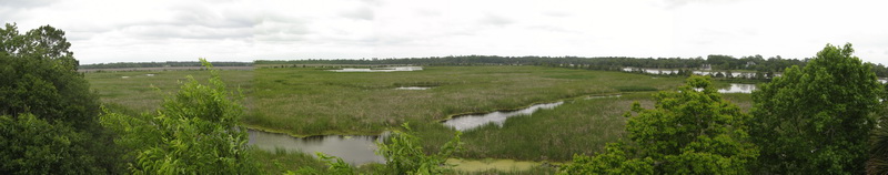 swamp_pan.jpg