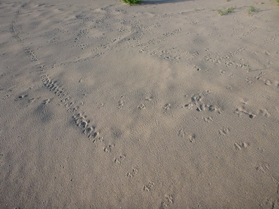 p1000528.jpg