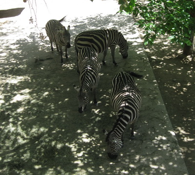 img_0950_cr.jpg