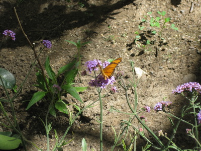 img_1124.jpg