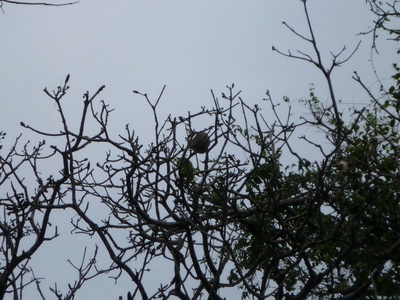 p1020475_cr.jpg