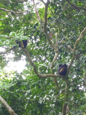 p1020481_cr.jpg