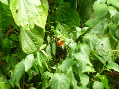 p1020557_cr.jpg