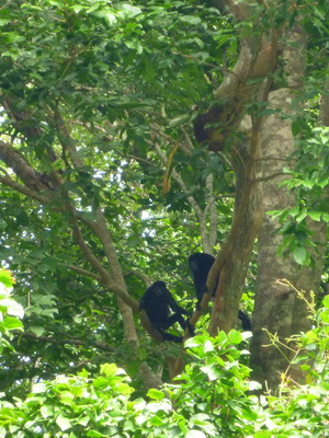 p1020560_cr.jpg