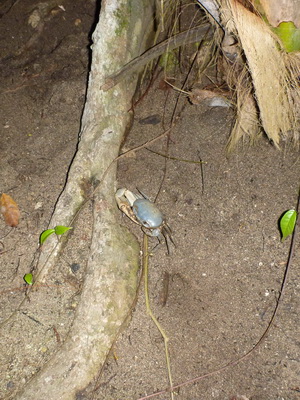 p1020681_cr.jpg