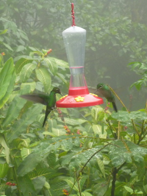 p1020862_cr.jpg