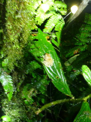 p1020885_cr.jpg
