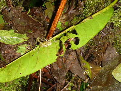 p1020892_cr.jpg