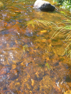p1050235_cr.jpg