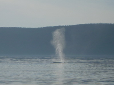 p1050285_cr.jpg